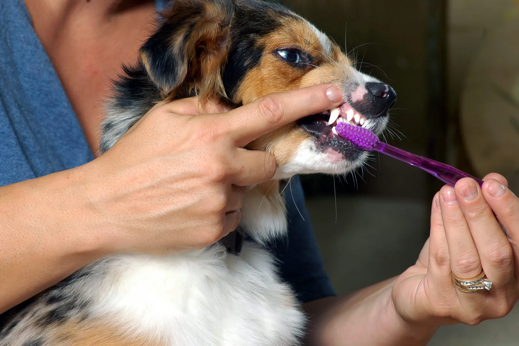 photo of brushing dog's teeth