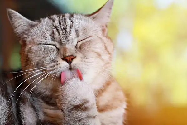 photo of cat licking paw