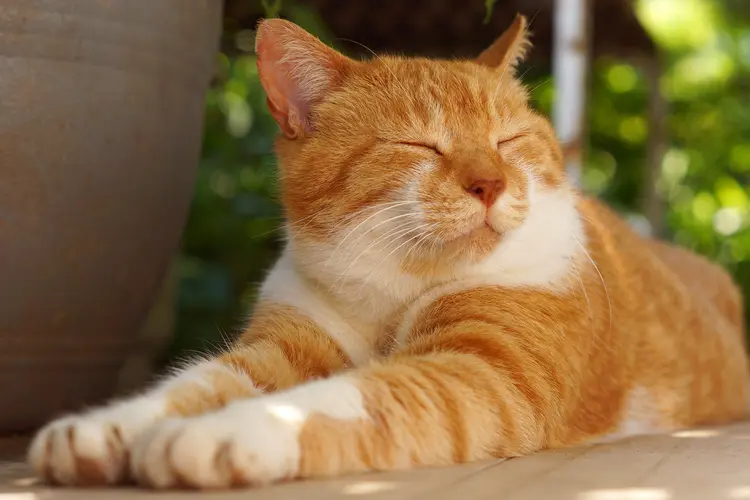 photo of cat relaxing outside on patio