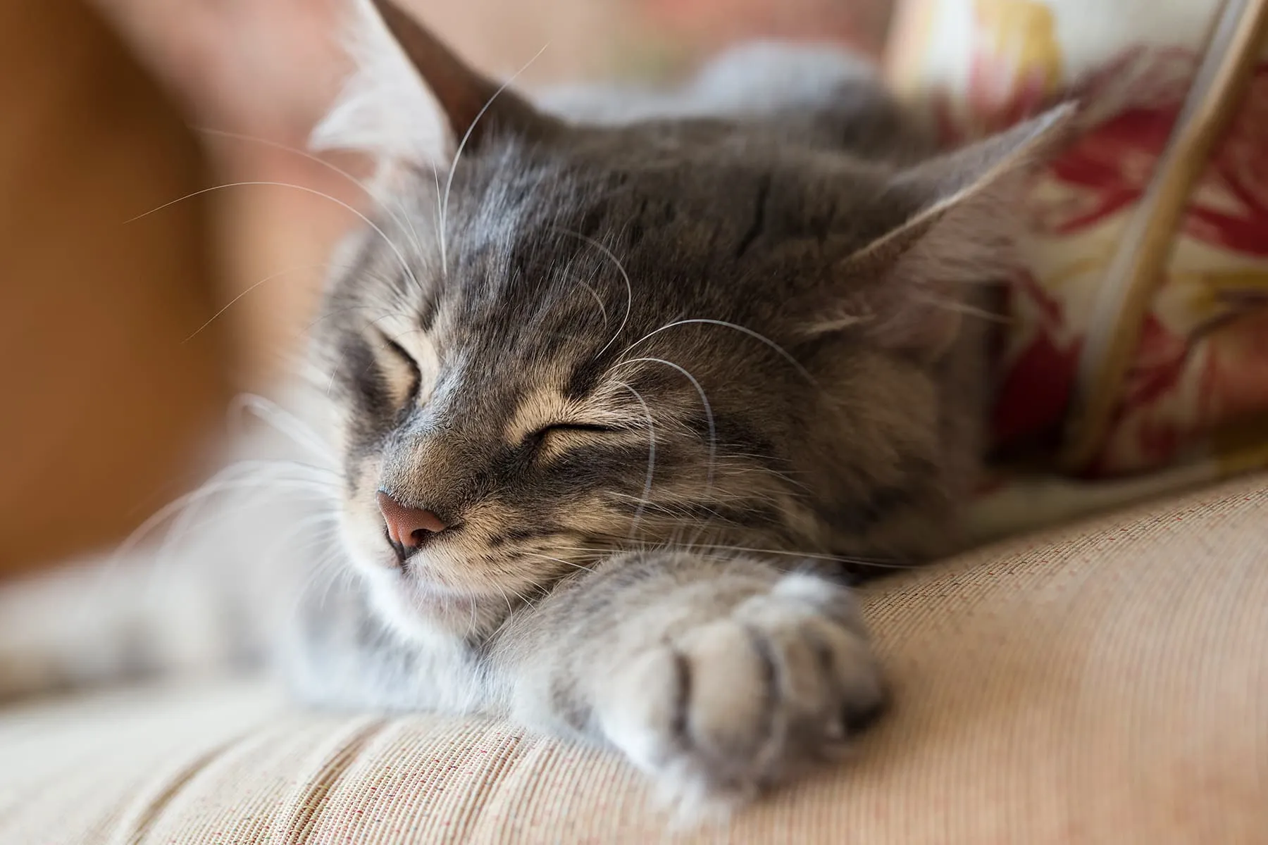 Cat Litter Smell Bad? Eliminate Litter Box Odor