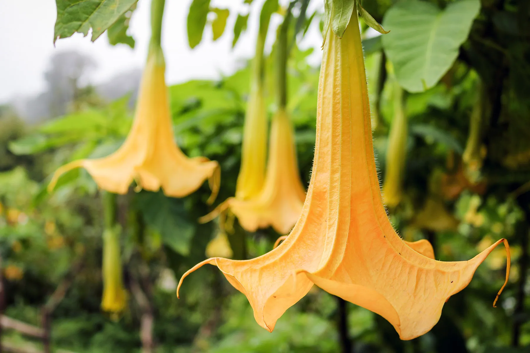 Angel’s Trumpet Poisoning Common Symptoms and What to Do
