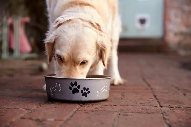 photo of dog eating from bowl