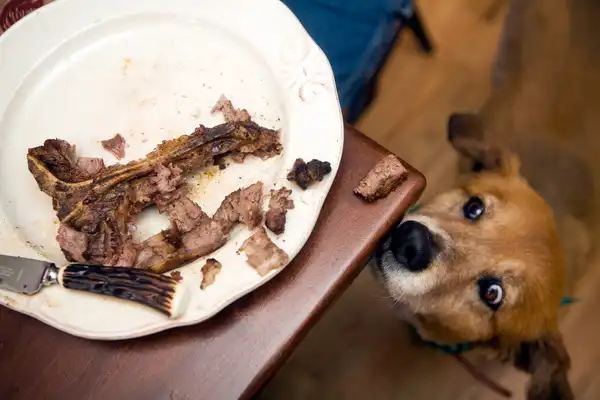 photo of dog looking hungrily at steak on table