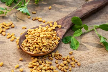 A spoonful of fenugreek seeds. The seeds are the parts of the plant people most commonly use.