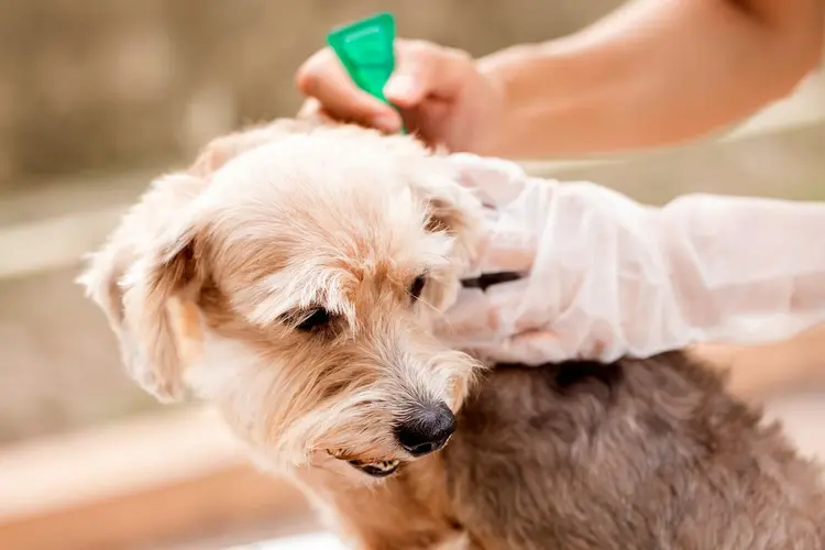 flea prevention for dog