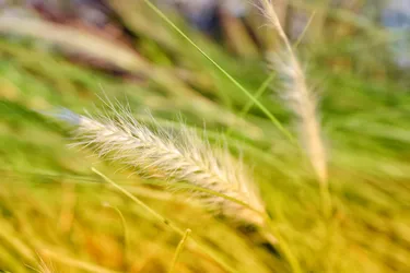 The foxtail plant may look harmless, but its seeds can cause many problems for dogs and other pets. (Photo Credit: iStock/Getty Images)