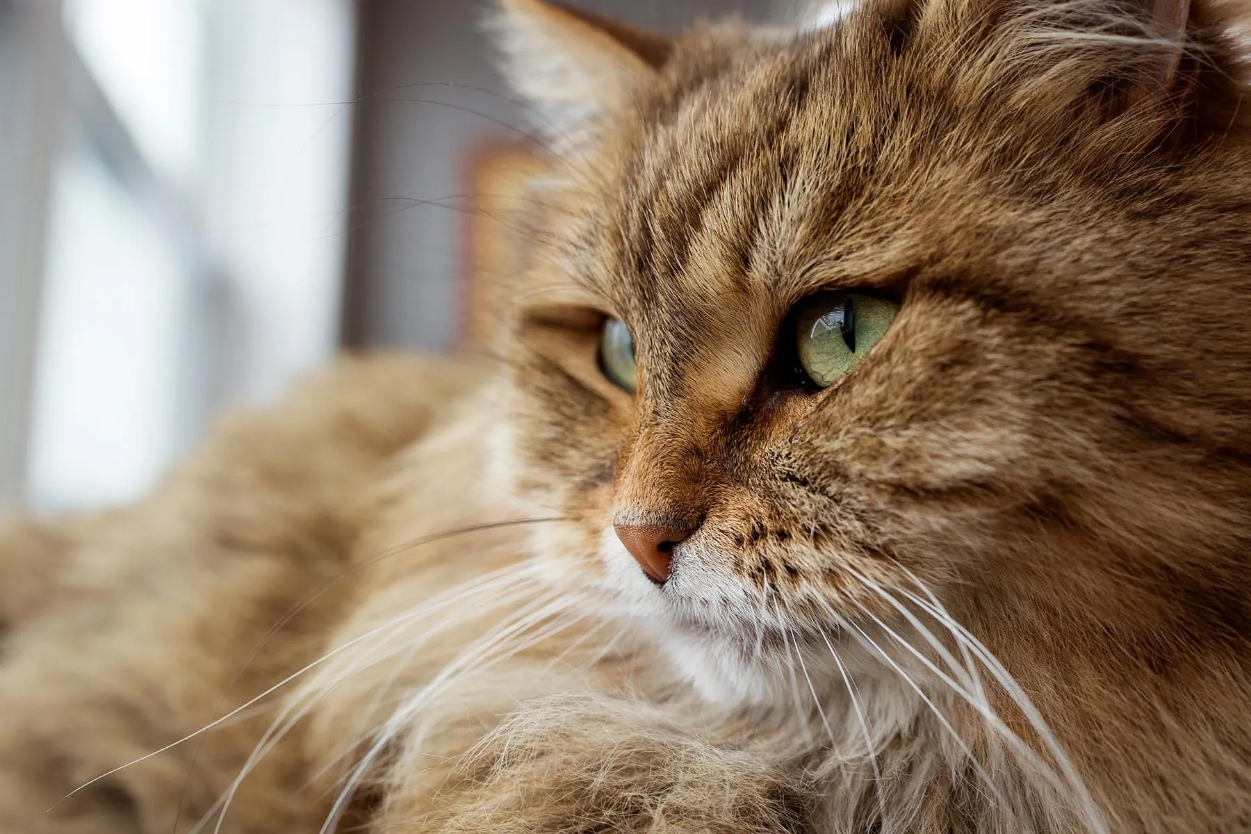 Healthy Ways to Feed Your Cat