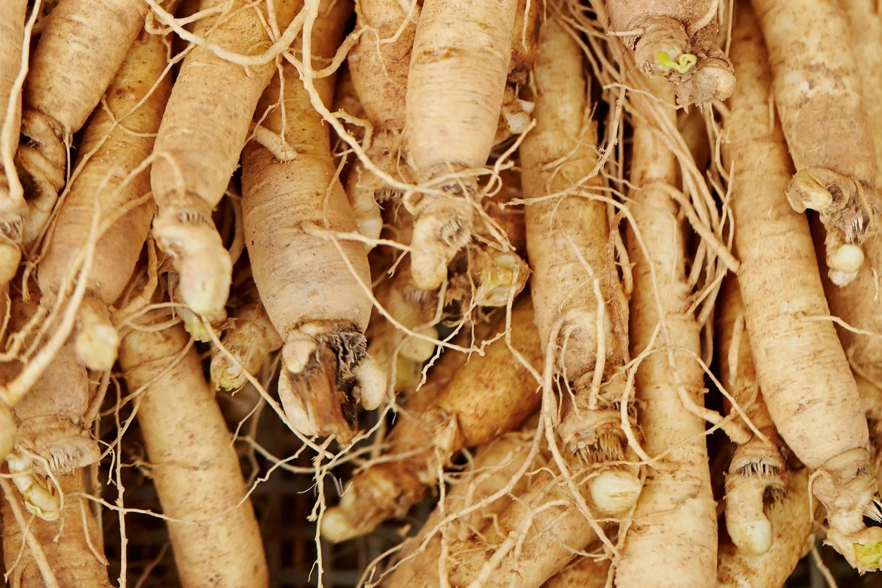 Ginseng: Benefits and Side Effects