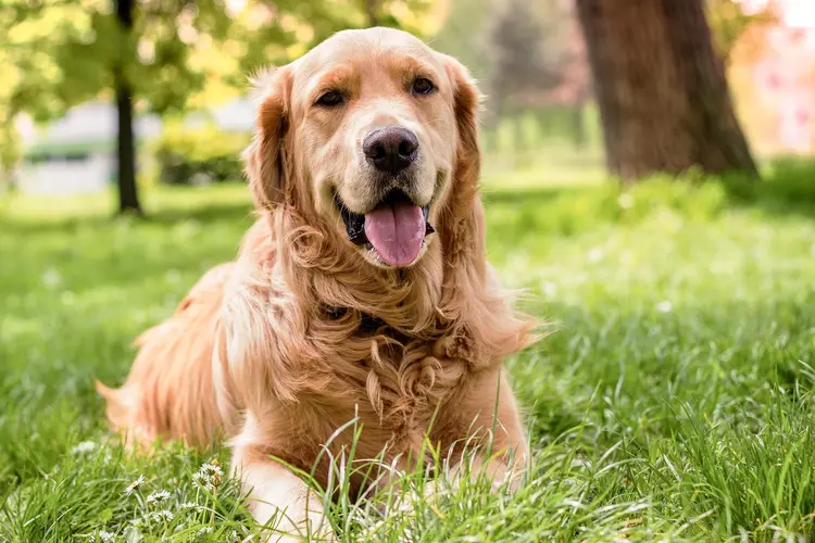 photo of golden retriever