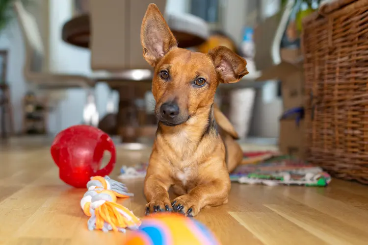 photo of dog playing with toys