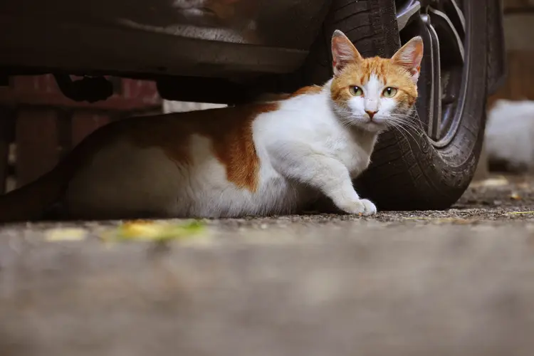 photo of stray cat under car