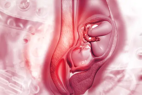 photo of medical illustration fetus womb baby