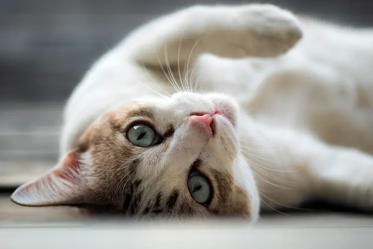 photo of playful cat lying on back