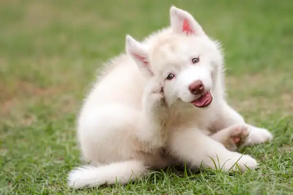 siberian husky puppy scratching