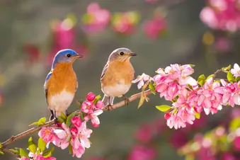 photo of songbirds in backyard