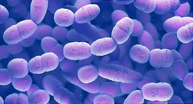 streptococcus pneumonia bacteria