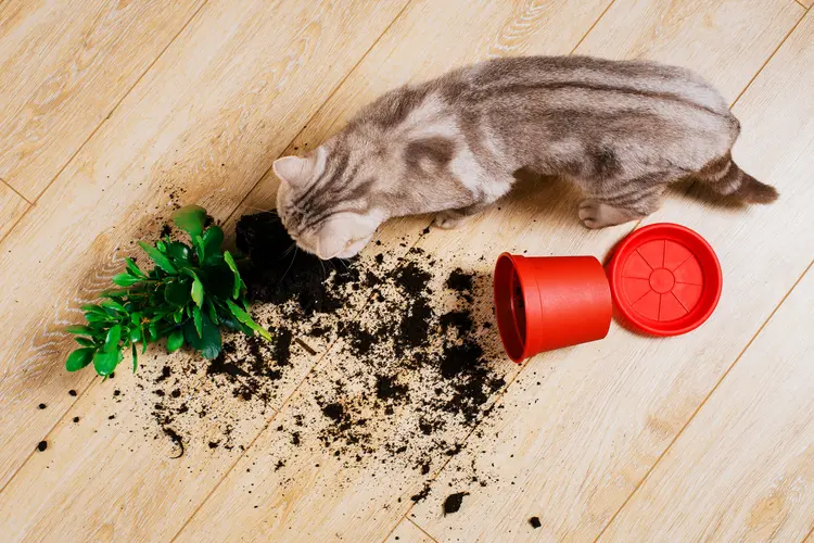 photo of cat eating potting soil