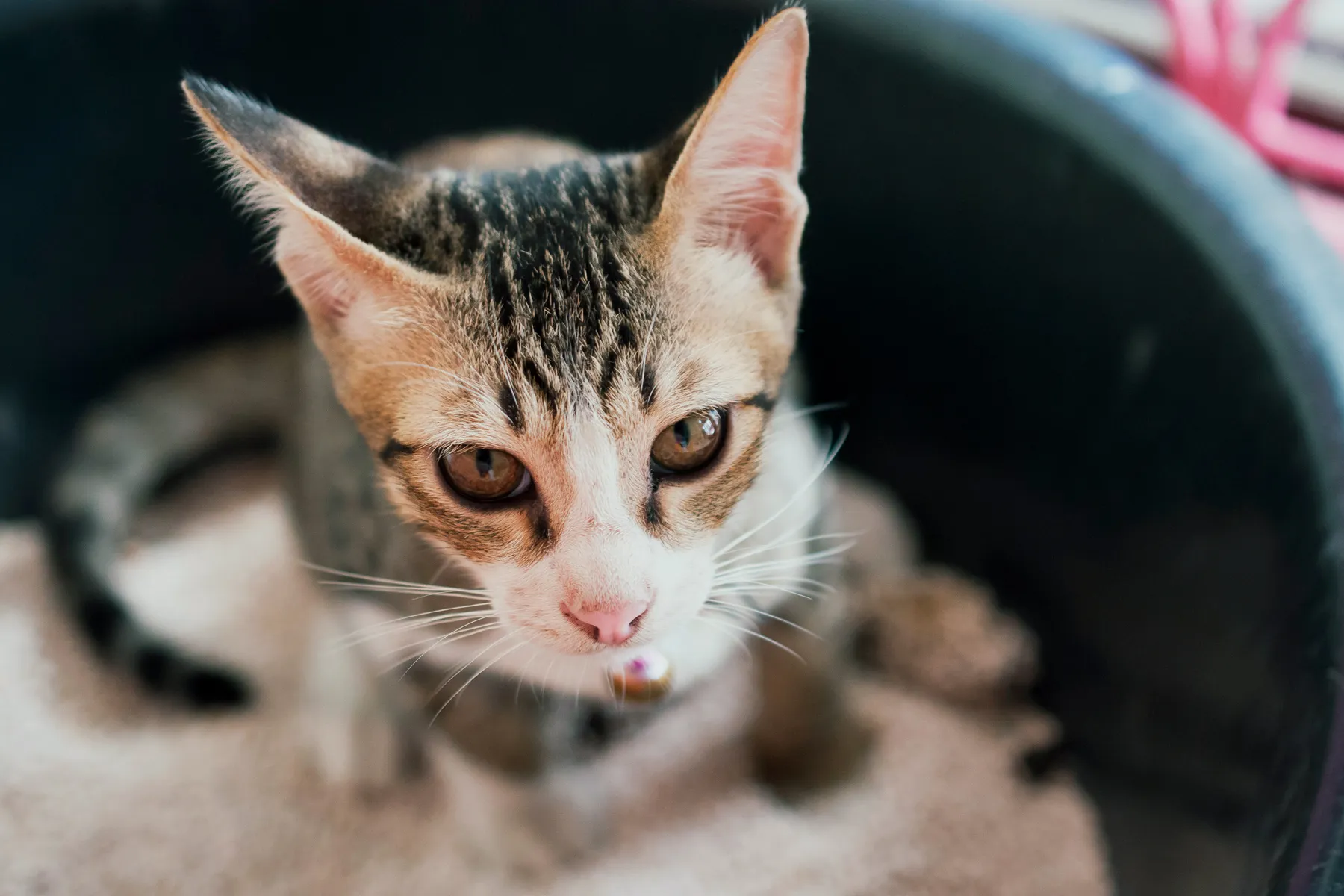 Cat Poop Normal, Problems, Constipation, Diarrhea, and More