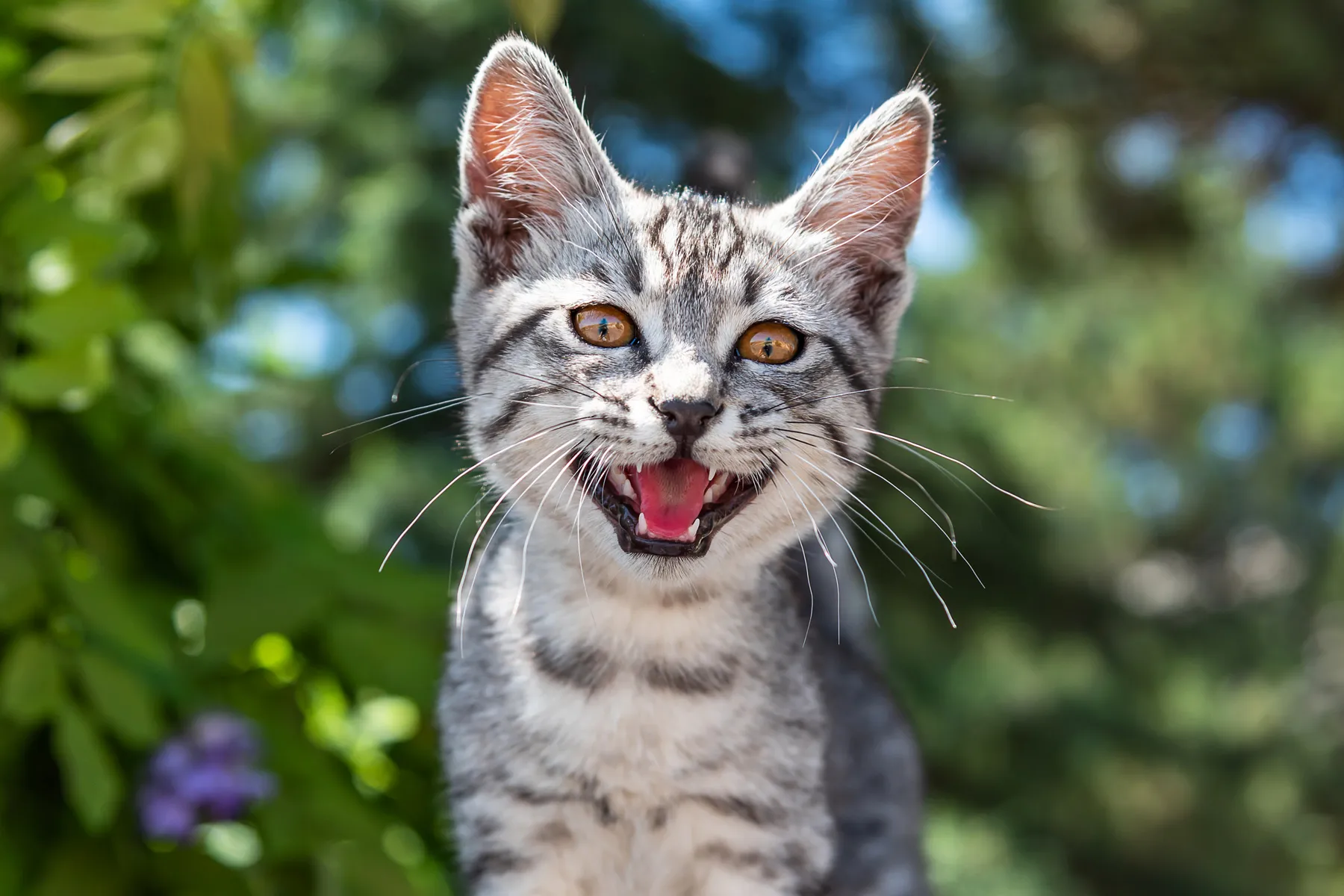 Cat Excessive Meowing and Yowling: Why Cats Meow - WebMD