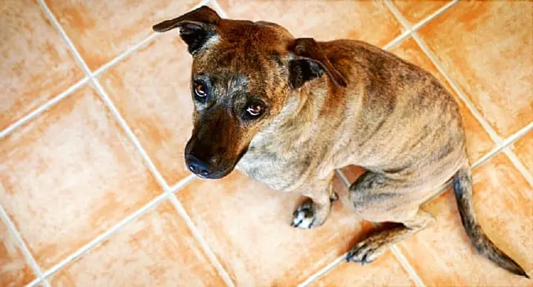 guilty dog
