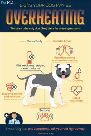 Is your dog overheated?