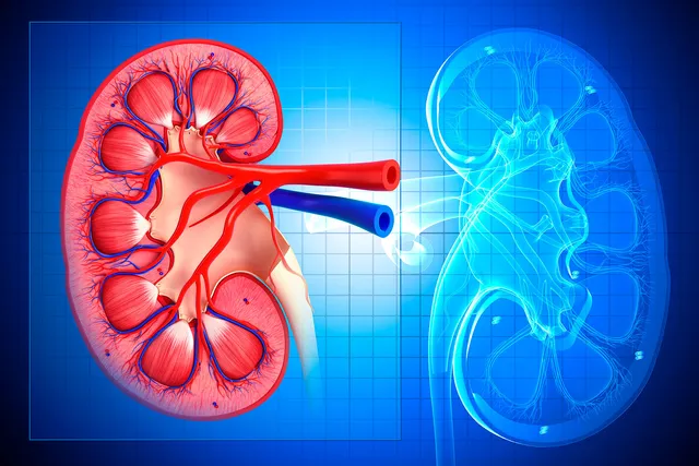 How It Affects Your Kidneys