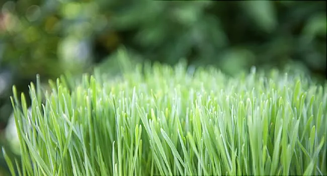 Natural Home Remedies for Heartburn - WebMD