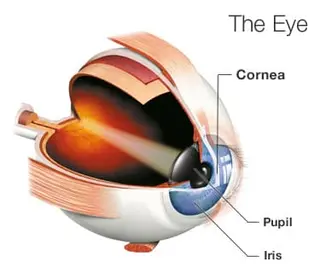Picture of the eye