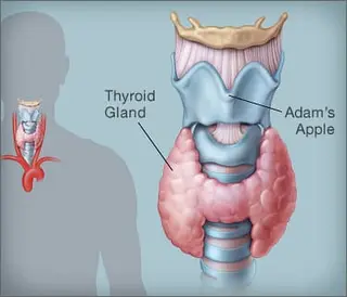 Picture of thyroid