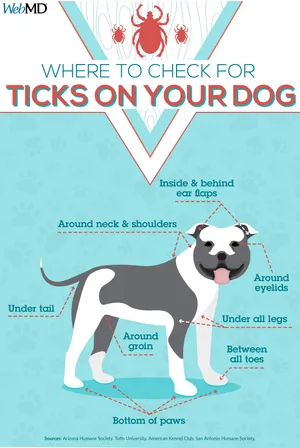 Checking for ticks on your dog