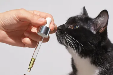 Essential oils are relaxing for humans but can pose risks for cats.