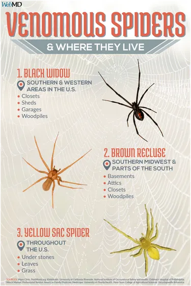 Guide to where venomous spiders live