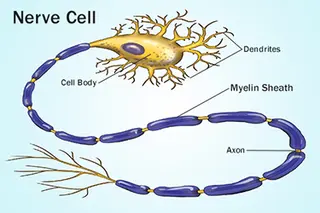 nerve cell illustration