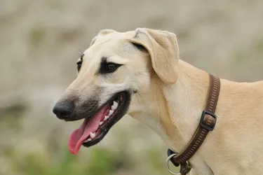 Sloughis are a loving and graceful dog breed.