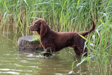 American water spaniels are versatile hunters but also make for great family pets.