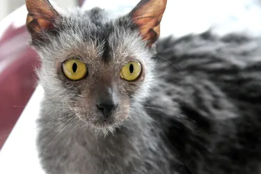 Lykoi cats are outgoing and have a unique appearance.