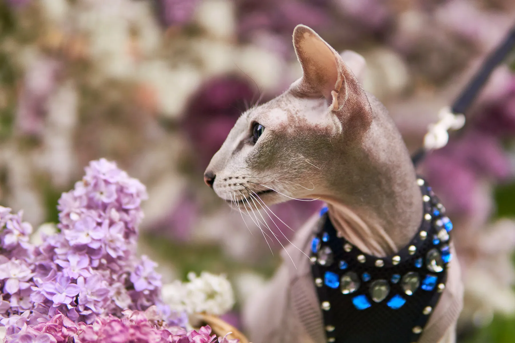 Peterbald Cat What to Know