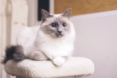 Ragdoll Cats are a relaxed and patient breed.