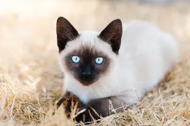 Siamese cats are a popular and outgoing breed.
