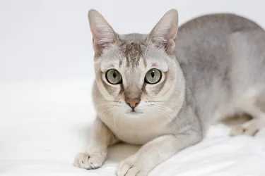 Singapura Cats are a social and loyal breed.