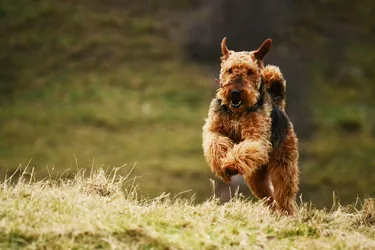 Airedale Terrier dogs are often called the "king of terriers".