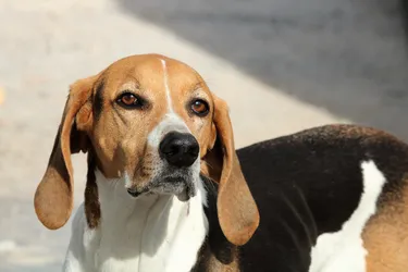 American Foxhounds are an energetic and affectionate hunting dog.
