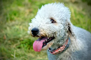 Bedlington Terriers are friendly and energetic and shed very little.