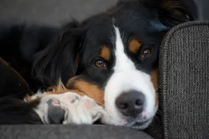Bernese mountain dogs are strong and intelligent, and a favorite among pet owners.
