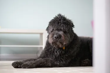 Bouvier des Flandres dogs are great family dogs and easy to train.