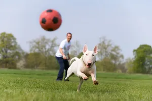 Bull Terriers are energetic and playful dogs.
