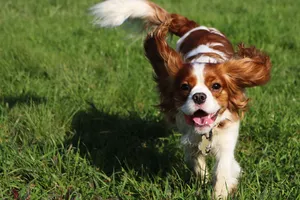 A Cavalier King Charles Spaniel is a playful and people-pleasing dog, perfect for families.