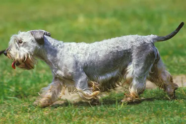 Cesky Terriers are protective dogs with moderate energy.
