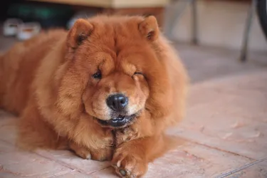 Chow Chow dogs are independent, medium-sized dogs.