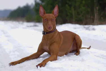 Cirneco dell'Etna and Pharaoh Hounds are affectionate and moderately playful.